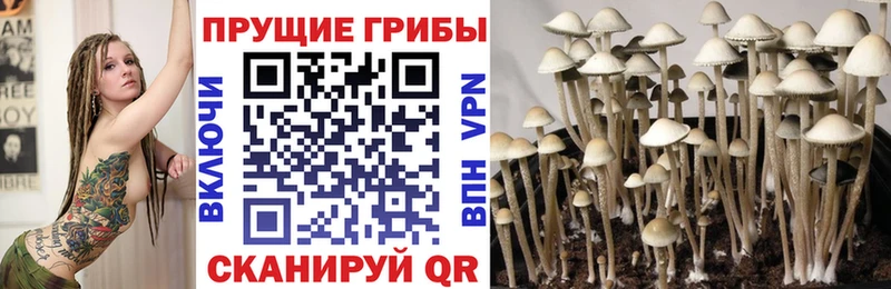 kraken   Тобольск  Псилоцибиновые грибы Psilocybe 
